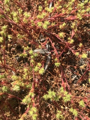 Lastarriaea coriacea