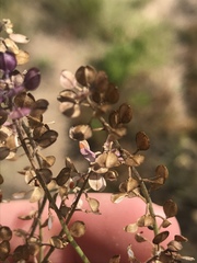 Lepidium lasiocarpum
