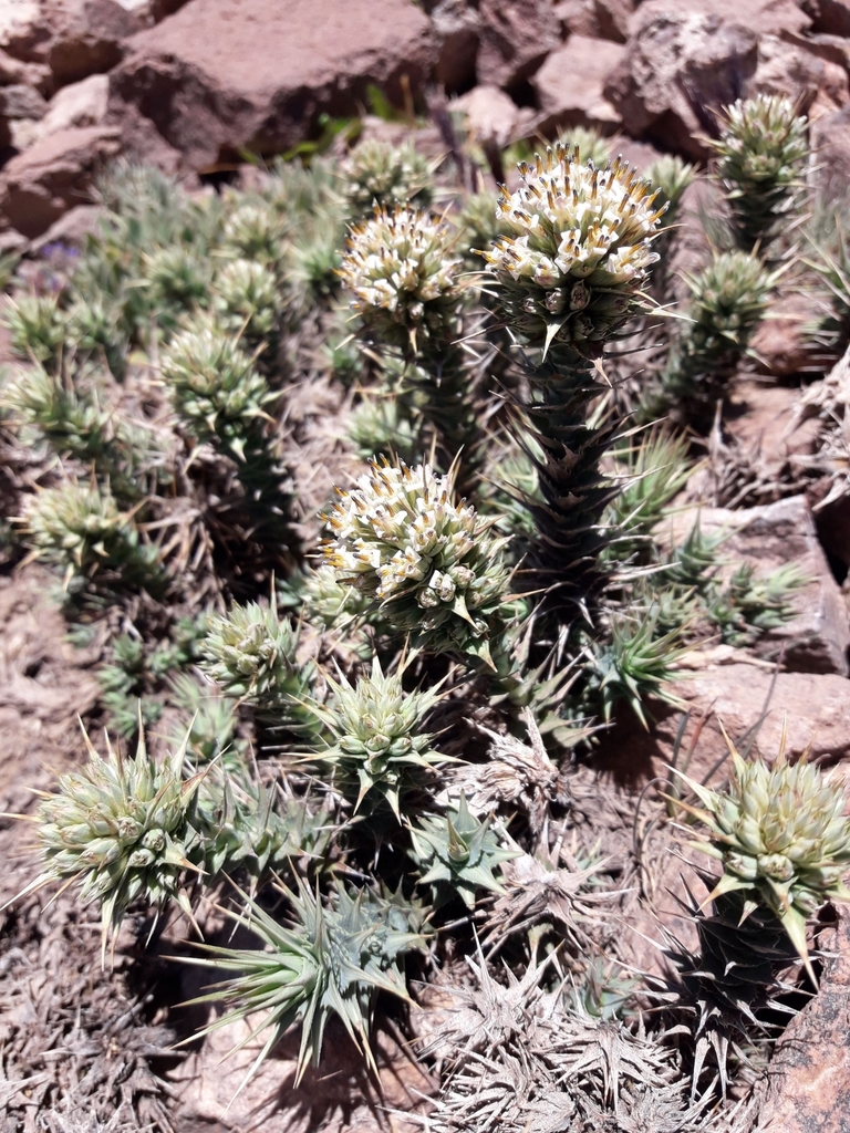Nassauvia cumingii