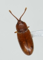 Caenoscelis