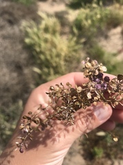 Lepidium lasiocarpum