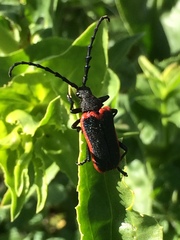 Desmocerus californicus