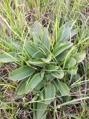 Arnoglossum plantagineum