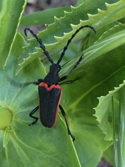 Desmocerus californicus
