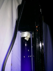 Lacinipolia laudabilis