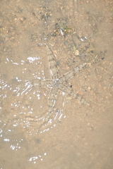 Archaster typicus image