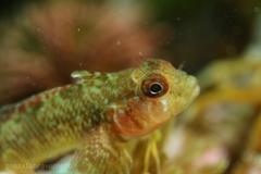 Helcogrammoides cunninghami