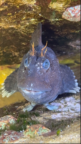 Looseskin blenny (Chalaroderma capito) — Blenniidae