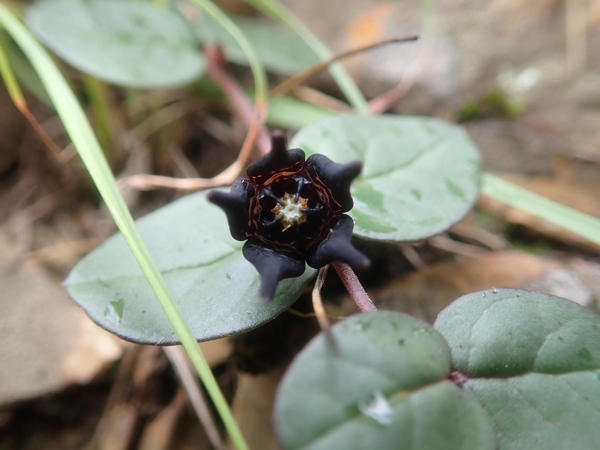 Ceropegia coddii