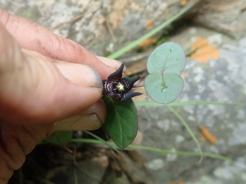 Ceropegia coddii