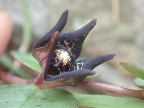 Ceropegia coddii