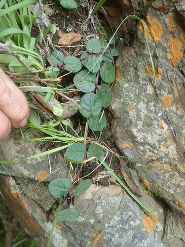 Ceropegia coddii