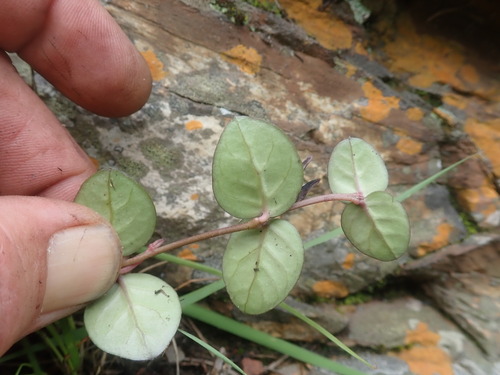 Ceropegia coddii