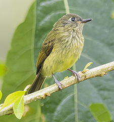 Olive-Striped Flycatcher photo 3