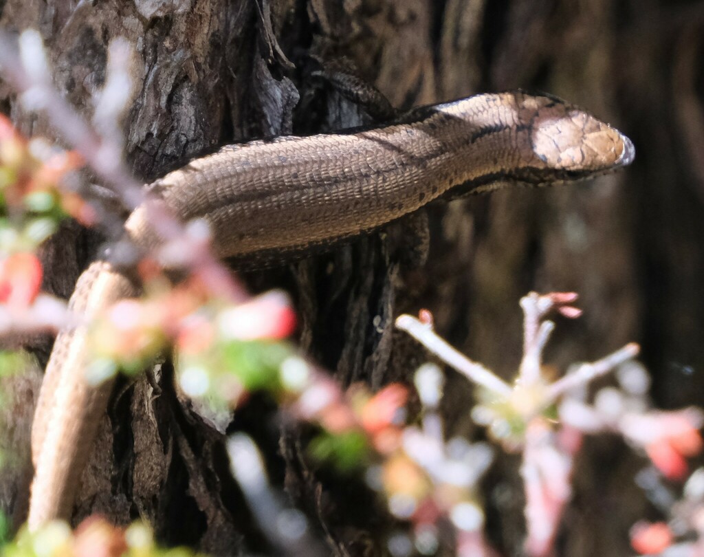 Metallic Cool-skink
