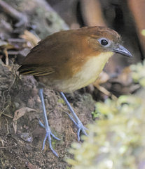 Yellow-Breasted Antpitta photo 1