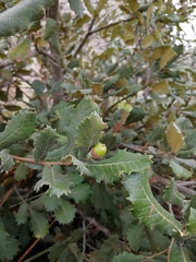 Quercus greggii