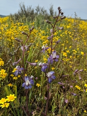 Delphinium parryi