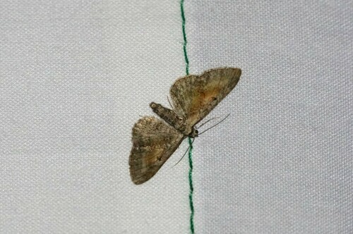 Tawny Speckled Pug, 7212 Forchtenstein, Österreich, photo 6 of 10