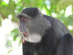 Cercopithecus mitis manyaraensis