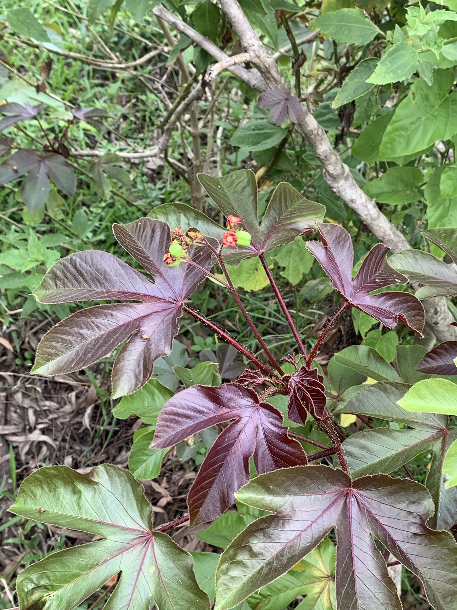Jatropha gossypiifolia