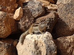 Atlantoxerus getulus