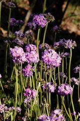 Primula denticulata
