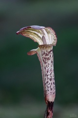 Arisaema nepenthoides