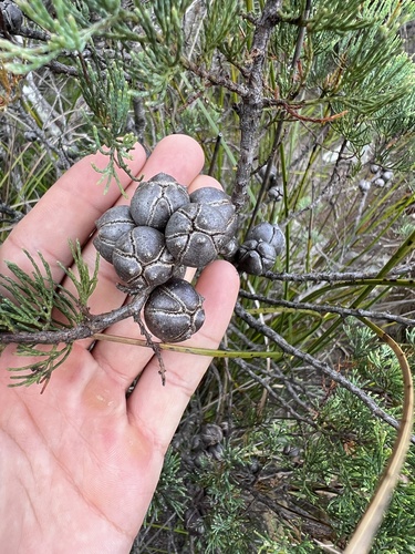 Image of Callitris monticola by (c) Lucas Christofides, some rights reserved (CC BY)