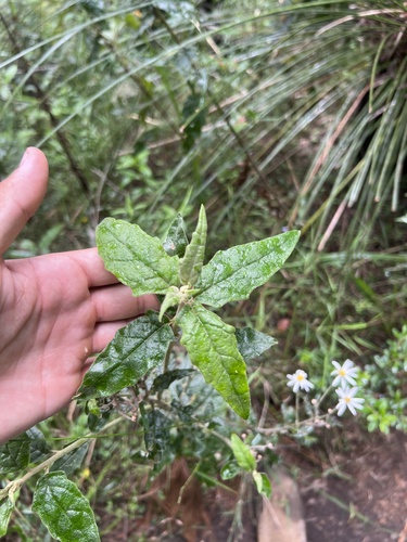 Image of Olearia nernstii by (c) Lucas Christofides, some rights reserved (CC BY)