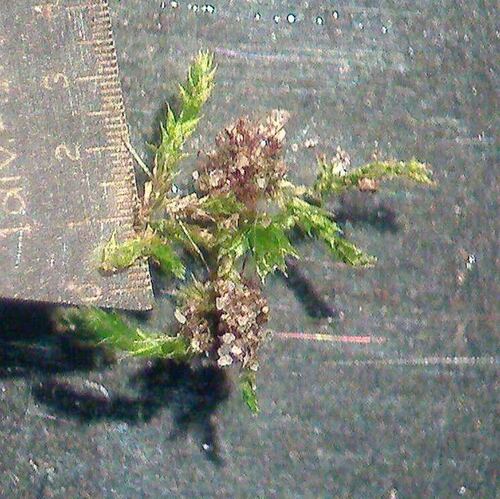 Hygroamblystegium varium