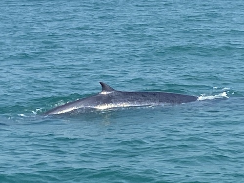 カツオクジラ