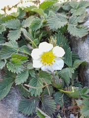 Fragaria nubicola