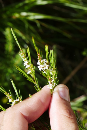 Image of Baeckea linifolia by (c) Lucas Christofides, some rights reserved (CC BY)