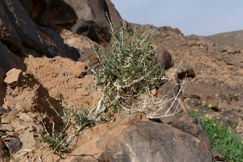 Plocama reboudiana
