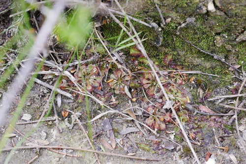 Drosera spatulata