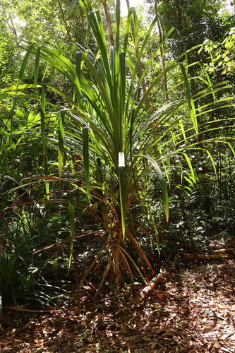 Pandanus krauelianus observed 2023-09-22