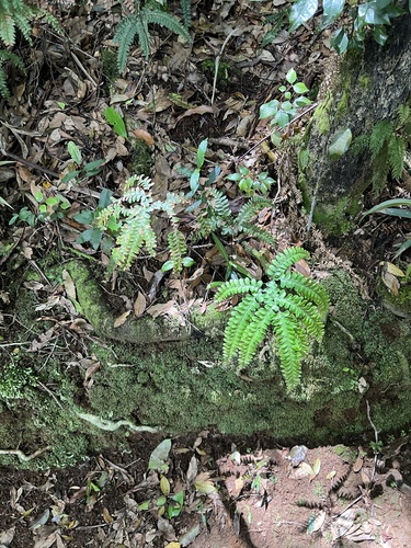 Image of Forest Maidenhair Fern (Adiantum silvaticum) by (c) Lucas Christofides, some rights reserved (CC BY)