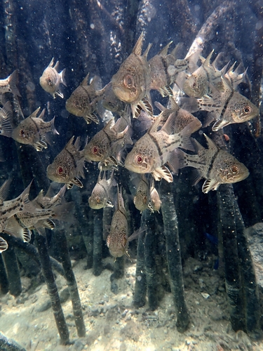 Orbicular Cardinalfish — seen at this dive site