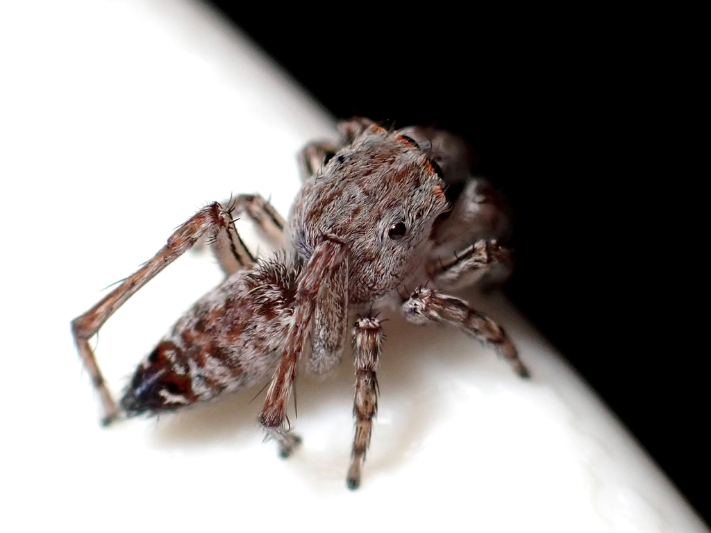 Amatorculus cristinae