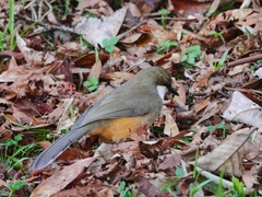 Pterorhinus albogularis