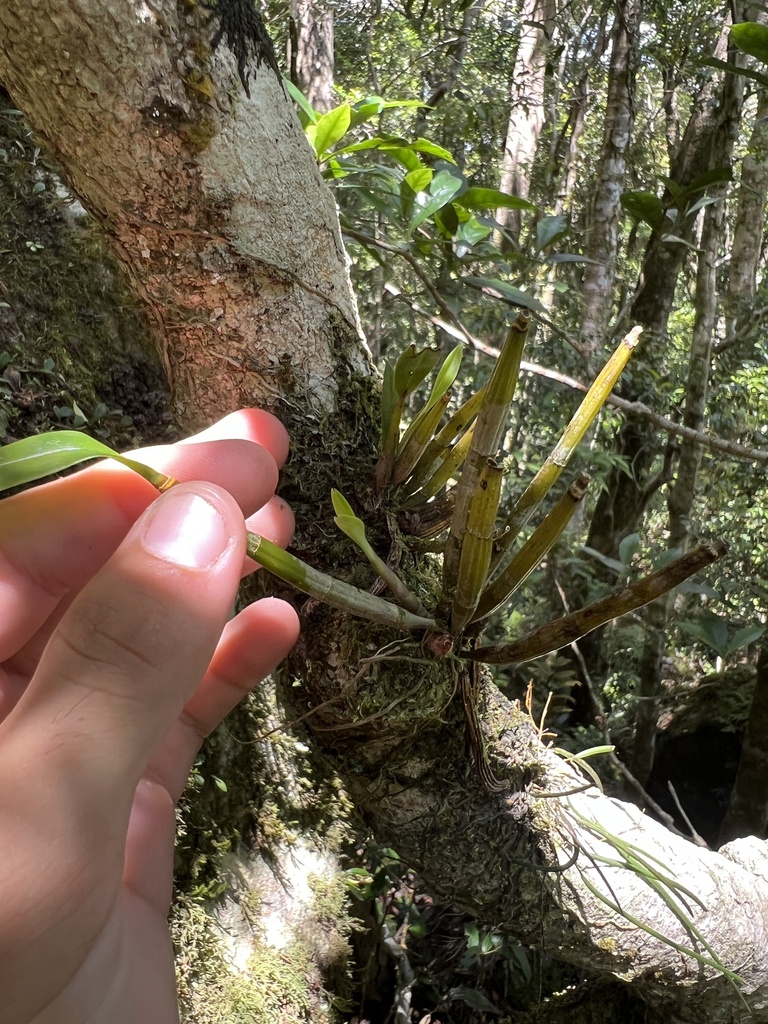 Dendrobium gracilicaule