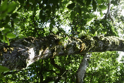 Image of Dendrobium falcorostrum by (c) Lucas Christofides, some rights reserved (CC BY)