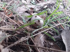 Myriostoma australianum