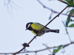 Parus monticolus