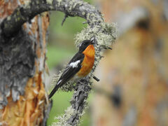 Mugimaki Flycatcher photo 4