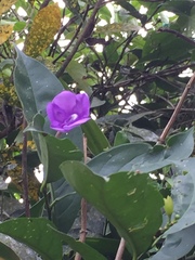 Brunfelsia grandiflora