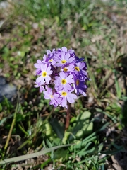 Primula denticulata