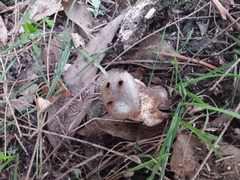 Myriostoma australianum