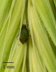 Rhopalosiphum padi